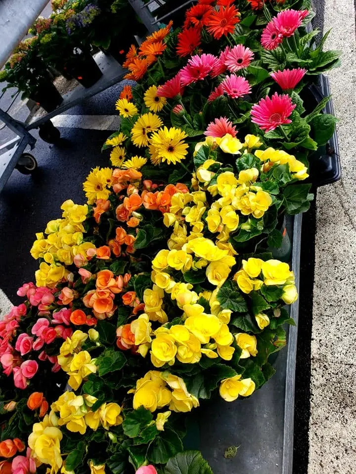 Gerbera daisies alongside yellow, orange, and pink begonias.