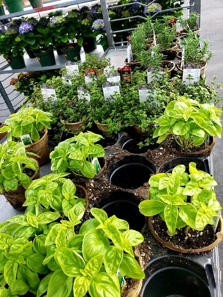 Potted basil, thyme, and rosemary with hydrangeas in the background.