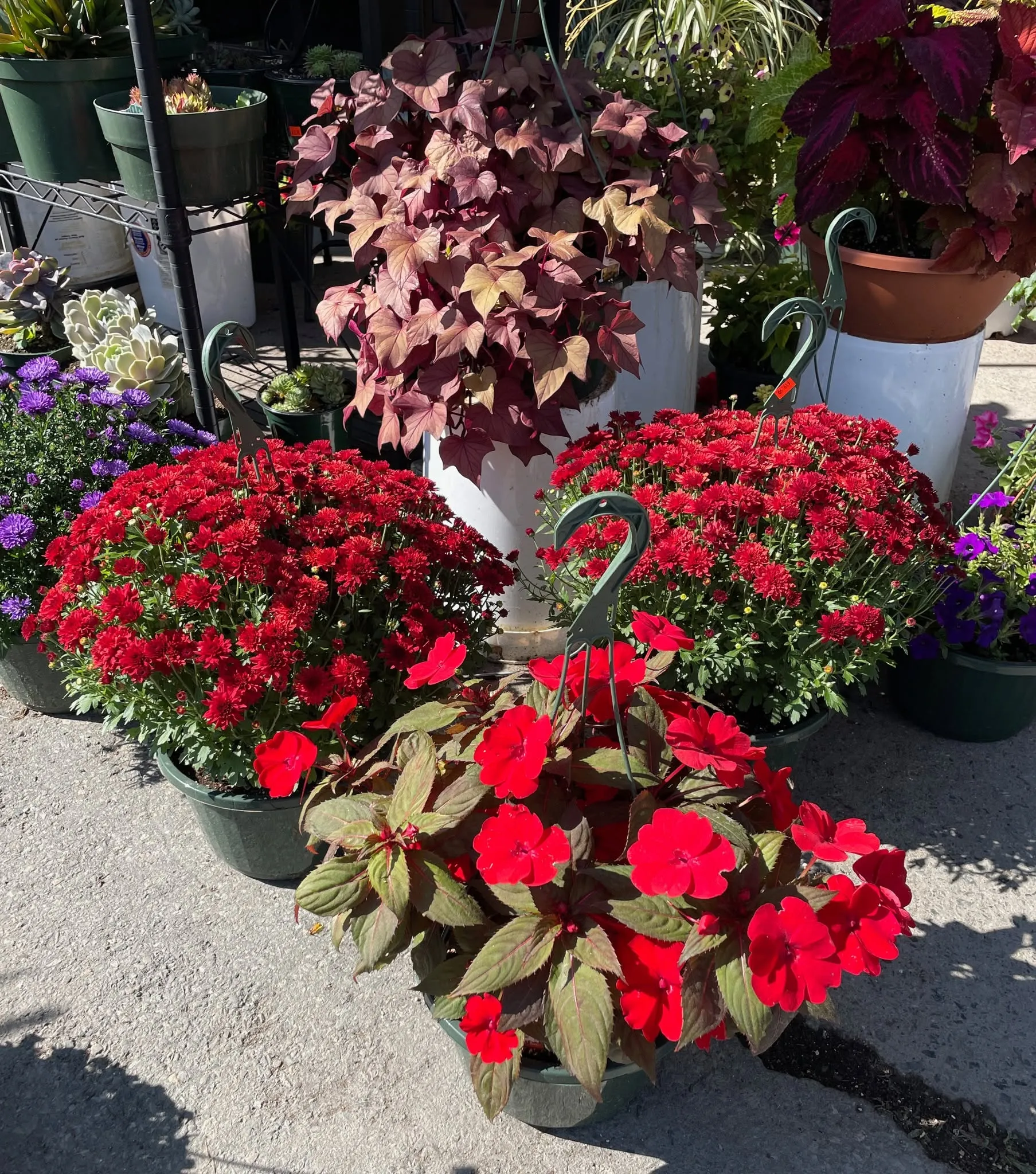 Red mums and hanging baskets outside Pellegrino's
