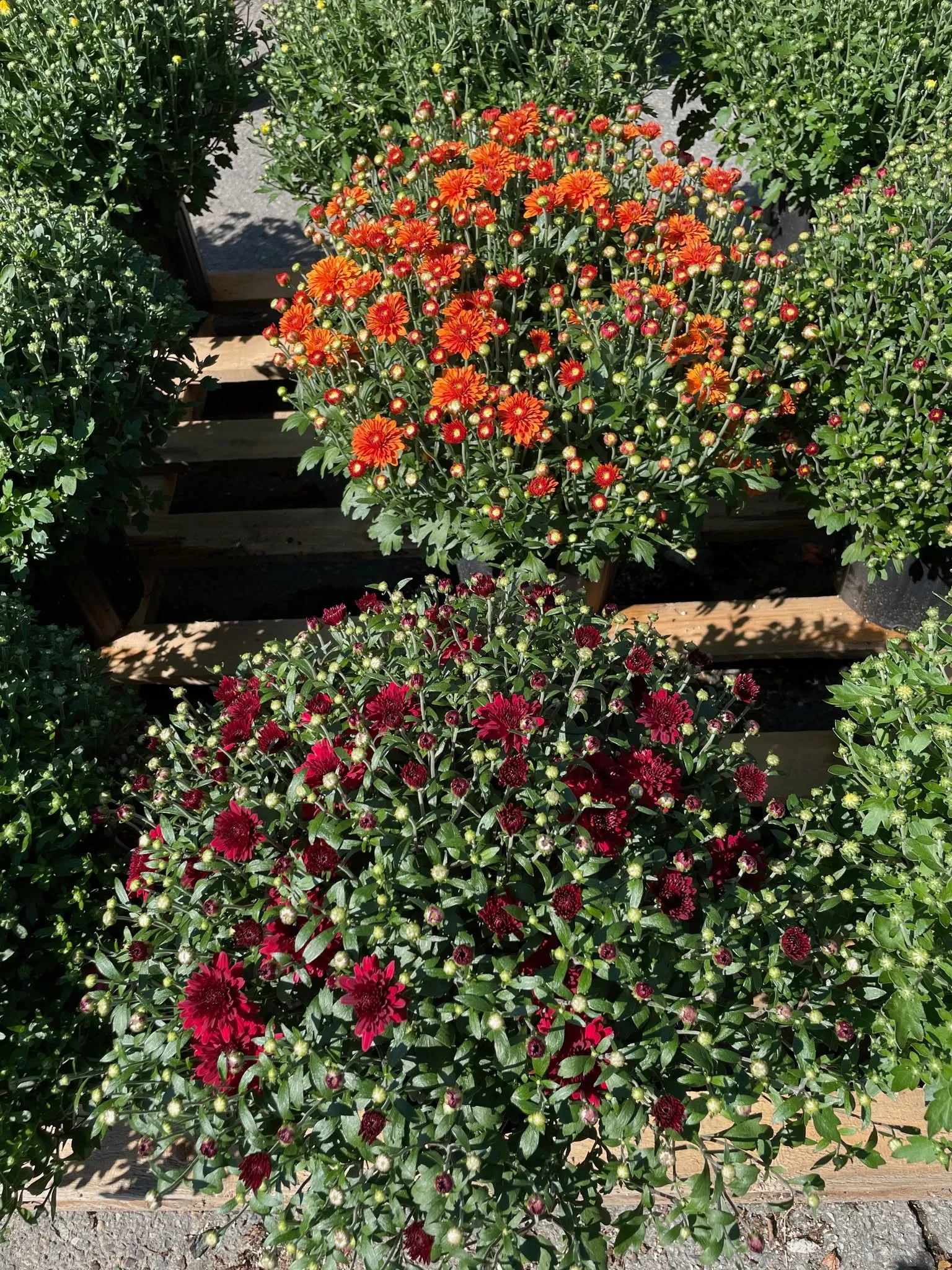 Orange and red mums in full bloom at the garden center