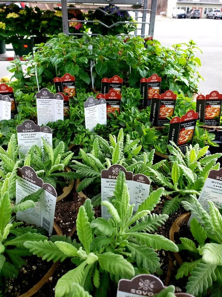 Potted oregano and lavender with plant identification tags.