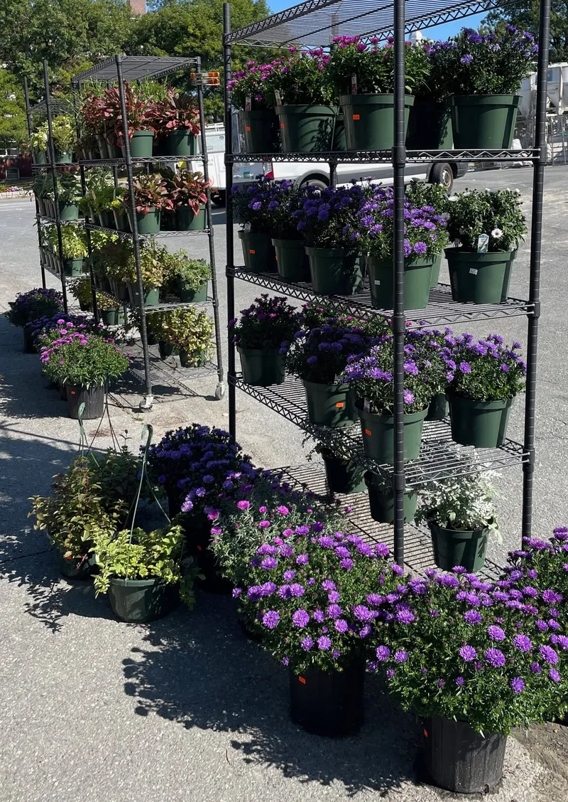 Purple asters in pots displayed on black wire racks outdoors.